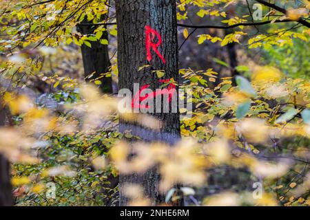 Markierung auf einem Baum, dieser Baum wird bald gefällt, Baum gefällt von Forstarbeitern, Frankfurt am Main, Hessen, Deutschland Stockfoto