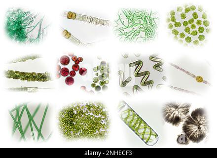 Mikroalgen unter mikroskopischer Sicht, Grünalgen, Cyanobakterien, Phytoplankton, Diatom, Algengemisch-Collage-Hintergrund Stockfoto