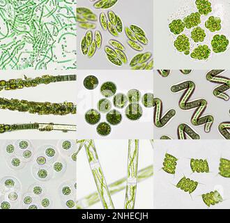 Mikroalgen unter mikroskopischer Sicht, Grünalgen, Cyanobakterien, Phytoplankton, Diatom, Algengemisch-Collage-Hintergrund Stockfoto