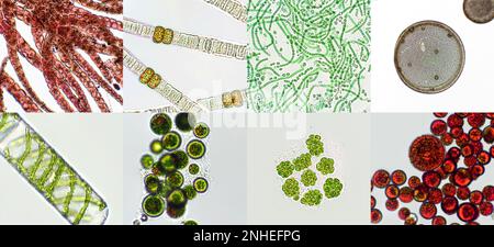 Mikroalgen unter mikroskopischer Sicht, Grünalgen, Cyanobakterien, Phytoplankton, Diatom, Algengemisch-Collage-Hintergrund Stockfoto