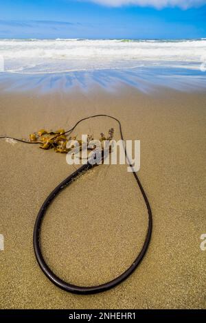 Bull Kelp, Nereocystis luetkeana, wurde am Shi Shi Beach im Olympic-Nationalpark, Washington, USA, angespült Stockfoto