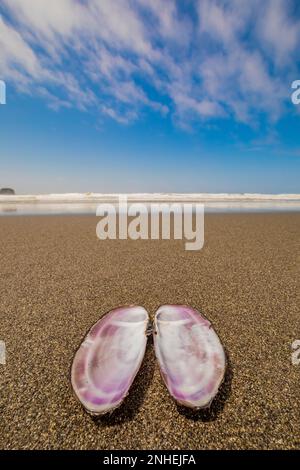 Pacific Razor Clam, Siliqua patula, Muschel am Shi Shi Beach im Olympic National Park, Washington State, USA Stockfoto