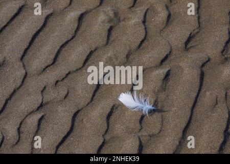 Im Olympic-Nationalpark im Bundesstaat Washington, USA, erwarten euch im geschwungenen Sand von Shi Beach Möbelfedern Stockfoto