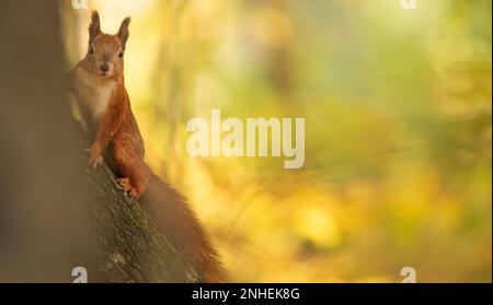 Das kleine rote Eichhörnchen sitzt hoch oben auf der rauen Rinde des Baumes, sein buschiger Schwanz umhüllt seinen Körper für Wärme. Seine hellen, neugierigen Augen messen Stockfoto