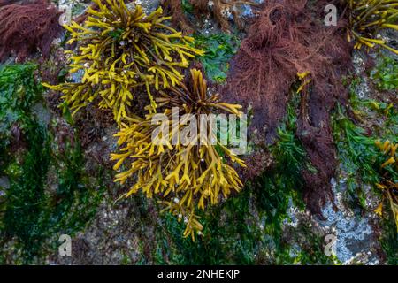 Rockweed, Fucus gardneri, mit anderen Seetang-Arten am Point of Arches im Olympic National Park, Washington State, USA Stockfoto