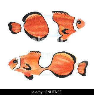 Fischclown isoliert auf weißem Hintergrund. Aquarell. Illustration. Vorlage. Bild. Nahaufnahme. Zwei Fische. Stockfoto