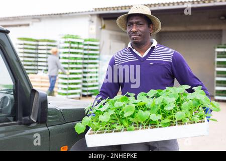 Positiver afrikanischer männlicher Landwirt, der Tablett mit Sämlingen hält Stockfoto