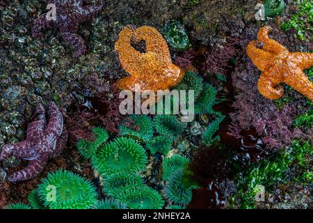 Ockerfarbene Seestars und riesige grüne Anemonen am Point of Arches im Olympic National Park, Washington State, USA Stockfoto