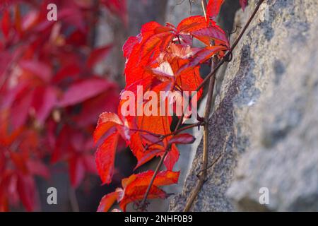 Nahaufnahme von roten Ahornblättern auf dem Kriecher Stockfoto