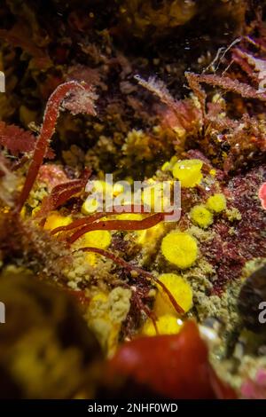 Sulphur Sponge, Cliona celata, am Point of Arches im Olympic National Park, Washington State, USA Stockfoto