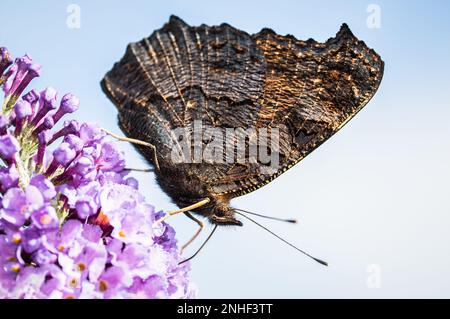 Der Schmetterling Peacock mit den Flügeln nach oben geklappt Stockfoto