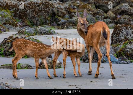 Columbian Blacktail Deer, Odocoileus hemionus columbianus, am Point of Arches im Olympic National Park, Washington State, USA, mit Kränen Stockfoto