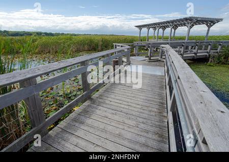 Teil der Promenade am Point Pelee National Park an der südlichsten Spitze von Ontario, Kanada. Stockfoto