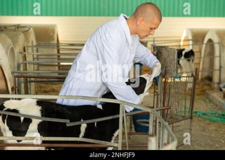 Ein qualifizierter männlicher Tierarzt untersucht ein junges Kalb Stockfoto