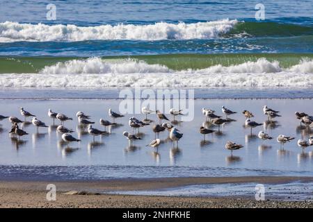 WESTERN Gull, Larus occidentalis, Schwarm am Eingang des Baches ins Meer, Shi Beach im Olympic-Nationalpark, Washington State, USA Stockfoto