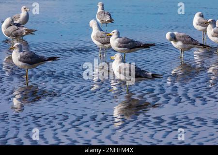 WESTERN Gull, Larus occidentalis, Schwarm am Eingang des Baches ins Meer, Shi Beach im Olympic-Nationalpark, Washington State, USA Stockfoto