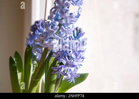 Blaue Hyazinthen aus nächster Nähe, Topfpflanzen auf Fensterbank, Frühlingsblumen zu Hause. Stockfoto