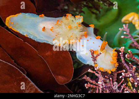 Clown Dorid, Triopha catalinae, in einem Gezeitenbecken am Point of Arches im Olympic National Park, Washington State, USA Stockfoto