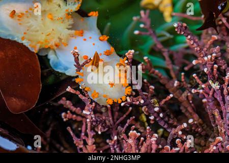 Clown Dorid, Triopha catalinae, in einem Gezeitenbecken am Point of Arches im Olympic National Park, Washington State, USA Stockfoto