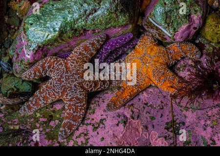Farbvarianten von Ochre Sea Star, Pisaster Ochraceus, am Point of Arches im Olympic National Park, Washington State, USA Stockfoto