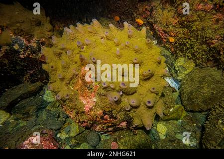 Breadcrumb Sponge, Halichondria panicea, am Point of Arches im Olympic National Park, Washington State, USA Stockfoto