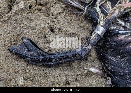 Dead Black-Footed Albatross, Phoebastria Nigripes, mit Beinband, die zeigt, dass es in Hawaii geboren wurde, Shi Beach im Olympic National Park, Washington Sta Stockfoto