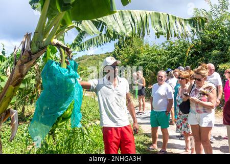 Tour in kleiner Gruppe mit Besuch einer Bananenplantage, Rivière-Salée, Martinique, kleine Antillen, Karibik Stockfoto