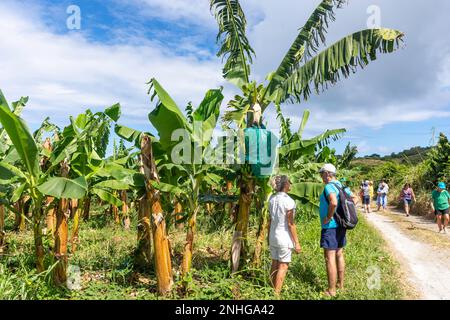 Tour in kleiner Gruppe mit Besuch einer Bananenplantage, Rivière-Salée, Martinique, kleine Antillen, Karibik Stockfoto