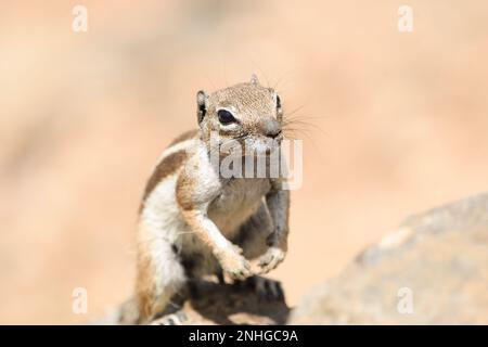 Nahaufnahme eines maurischen Eichhörnchens in Fuerteventura Stockfoto