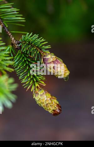 Zapfen von Sitka Spruce, Picea sitchensis, die im Küstenwald neben Shi Beach im Olympic-Nationalpark, Washington, gedeihen Stockfoto