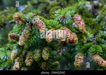 Zapfen von Sitka Spruce, Picea sitchensis, die im Küstenwald neben Shi Beach im Olympic-Nationalpark, Washington, gedeihen Stockfoto