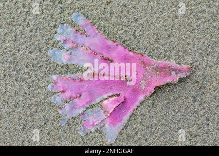 Geraffte rote Algen, Cryptopleura ruprechtiana, angespült am Point of Arches im Olympic National Park, Washington State, USA Stockfoto