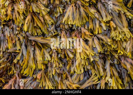 Bladderwrack, Fucus gardneri, auf Felsen am Point of Arches im Olympic National Park, Washington State, USA Stockfoto