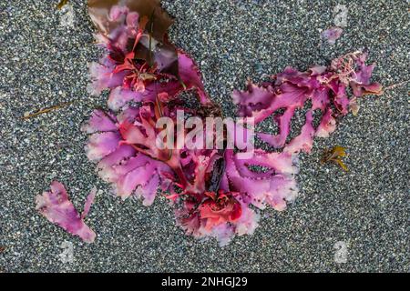 Geraffte rote Algen, Cryptopleura ruprechtiana, angespült am Point of Arches im Olympic National Park, Washington State, USA Stockfoto