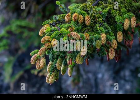 Zweige der Sitka Spruce, Picea sitchensis, die im Küstenwald neben Shi Beach im Olympic-Nationalpark, Washingt, gedeiht Stockfoto