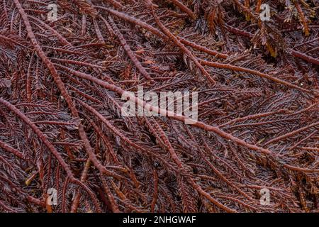 Sea Fern, Neoptilota asplenioides, am Point of Arches im Olympic National Park Stockfoto