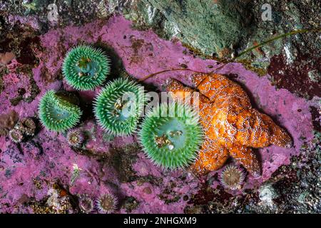 Gezeitenbecken mit Giant Green Anemones, Ochre Sea Star und krustenden Coralline Algen am Point of Arches im Olympic National Park, Washington State, USA Stockfoto