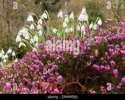 Im Spätwinter blühende Schneeglöckchen, Galanthus „S. Arnott“, tauchen über der Heide Erica Carnea „Myretoun Ruby“ auf der Zwiebelwiese im Gartenhaus Devon auf Stockfoto