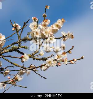 Spätwinter halbweiße Blüten der japanischen blühenden Aprikose, Prunus mume „Omoi-no-mama“ Stockfoto