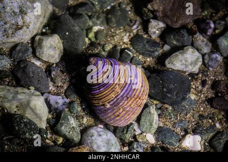 Blue Top Snail, Calliostoma Ligatum, im Gezeitenbecken am Point of Arches im Olympic National Park, Washington State, USA Stockfoto