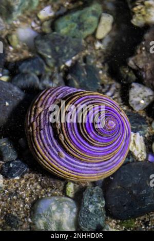 Blue Top Snail, Calliostoma Ligatum, im Gezeitenbecken am Point of Arches im Olympic National Park, Washington State, USA Stockfoto