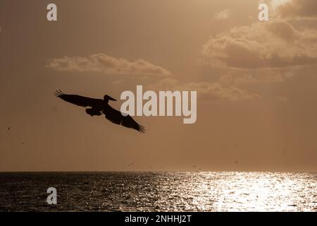 Pelican Flying In Der Abenddämmerung (Nr. 1) Stockfoto