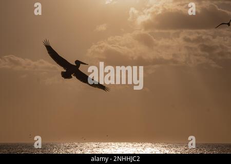 Pelican Flying In Der Abenddämmerung (Nr. 2) Stockfoto