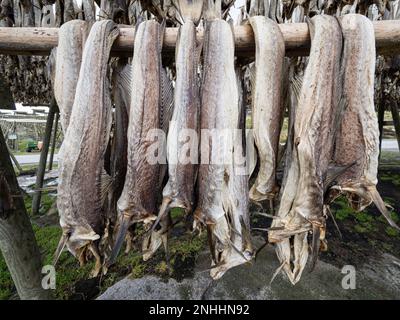 Kabeljau, der auf Regalen getrocknet wird, wird in der Stadt reine, Moskenesøya, im Archipel der Lofoten, Norwegen, zu Fischbestand. Stockfoto