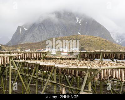 Kabeljau, der auf Regalen getrocknet wird, wird in der Stadt reine, Moskenesøya, im Archipel der Lofoten, Norwegen, zu Fischbestand. Stockfoto