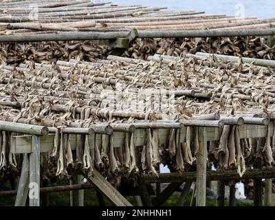 Kabeljau, der auf Regalen getrocknet wird, wird in der Stadt reine, Moskenesøya, im Archipel der Lofoten, Norwegen, zu Fischbestand. Stockfoto