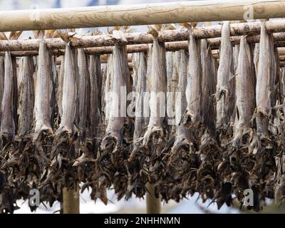 Kabeljau, der auf Regalen getrocknet wird, wird in der Stadt reine, Moskenesøya, im Archipel der Lofoten, Norwegen, zu Fischbestand. Stockfoto