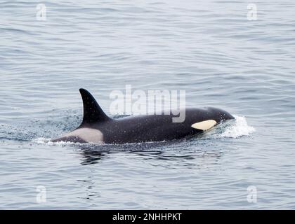 Atlantischer Killerwal, Orcinus Orca, taucht nördlich von Tromso, Norwegen auf. Stockfoto