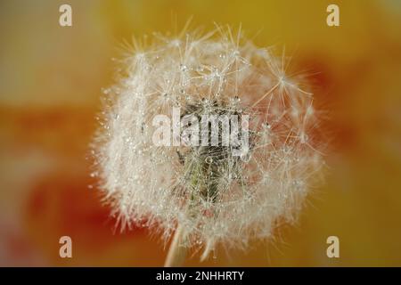 Schöne Delelonblüte mit Wassertropfen auf farbigem Hintergrund, Nahaufnahme Stockfoto