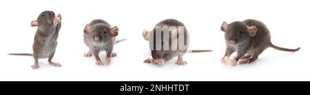 Set of cute little rats on white background. Banner design Stockfoto